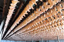 Hà Nội kiểm tra hoạt động giết mổ heo của C.P. Việt Nam