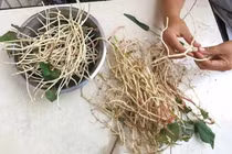 Rễ cây diếp cá tưởng bỏ đi lại là vị thuốc đại bổ