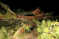 Người đàn ông ở Nghệ An tử vong do cây gãy rơi trúng người