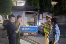 Cao Bằng phát hiện 4 xe tải vận chuyển 35 con lợn không rõ nguồn gốc