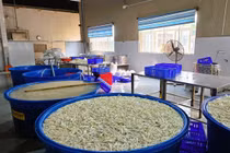 Phát hiện gần 7 tấn chân gà ngâm chất tẩy trắng 