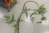 Cẩn trọng với cây cần dại gây ngộ độc cấp tính, nguy cơ tử vong