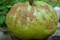 Lợi ích của quả sông chua