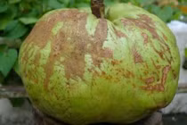 Lợi ích của quả sông chua