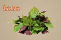 [INFOGRAPHIC] 6 tác dụng của lá tía tô