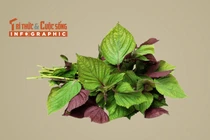 [INFOGRAPHIC] 6 tác dụng của lá tía tô