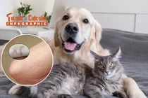 [INFOGRAPHIC] Triệu chứng bệnh sán chó mèo ở người