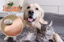 [INFOGRAPHIC] Triệu chứng bệnh sán chó mèo ở người