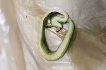 Bé trai bị rắn lục đuôi đỏ cắn nguy kịch 