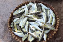 Ăn lẩu cá nóc, một người tử vong, hai người nhập viện