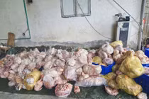 Hà Giang phát hiện trên 3,9 tấn thực phẩm đông lạnh bốc mùi 