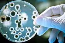 Dịch bệnh tả trên toàn cầu gia tăng, Bộ Y tế khuyến cáo 