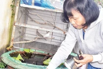 Tuần qua, Hà Nội ghi nhận 72 ca mắc sốt xuất huyết