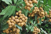 Lợi ích của quả nhãn đối với sức khỏe
