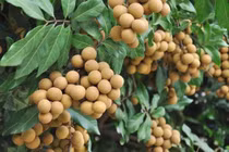 Lợi ích của quả nhãn