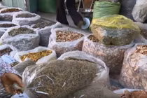 TP HCM xử phạt nhiều hộ kinh doanh cửa hàng dược liệu 