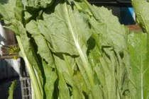 Lợi ích bất ngờ của cải bẹ xanh cho sức khỏe, phòng ngừa gout