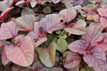 Rau dền giúp cải thiện xương khớp, giảm viêm, giải nhiệt 