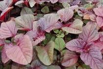 Rau dền giúp cải thiện xương khớp, giảm viêm, giải nhiệt 