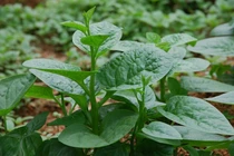 Top thực phẩm trị táo bón 