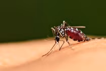 Khánh Hòa ghi nhận 60 ca sốt rét từ đầu năm đến nay