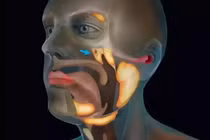 Phát hiện tuyến nước bọt bí ẩn trong cơ thể con người