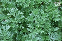 Bài thuốc từ ngải cứu giúp lưu thông máu não