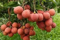 4 lợi ích của quả vải 