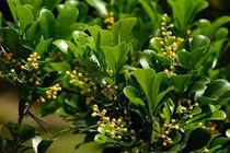 Công dụng của cây ngâu đối với sức khỏe