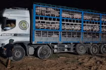 Phú Thọ tiêu hủy gần 200 con lợn bị bệnh