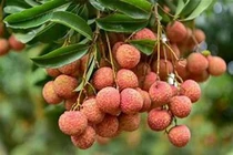Ai không nên ăn vải?