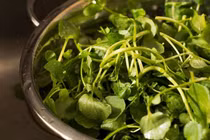 Tác dụng của rau cải xoong đối với sức khỏe