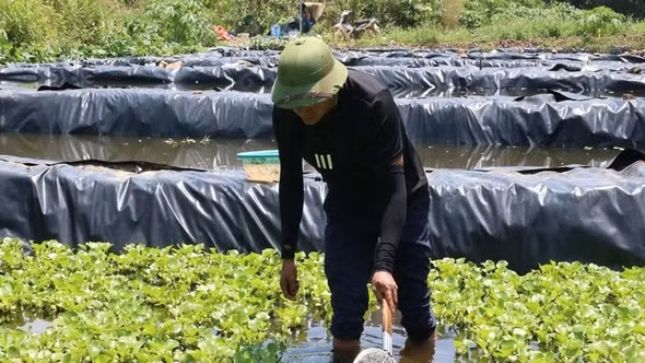 9X Nghệ An bỏ việc lương nghìn USD, nuôi ốc thu gần 300 triệu