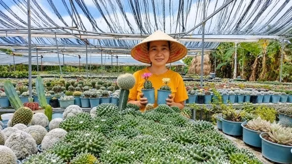 9X Đà Nẵng bỏ phố về quê trồng xương rồng, thu 300 triệu/năm