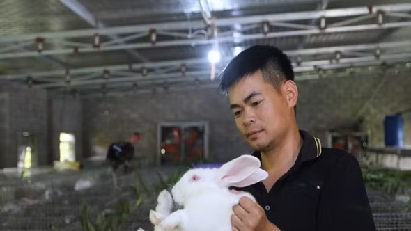 Về quê sau hơn 10 năm ở nước ngoài, 9X Nghệ An thành công với trại thỏ