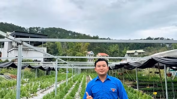 Thạc sĩ 9X biến cây hoàng đàn tuyết thành cơ hội khởi nghiệp