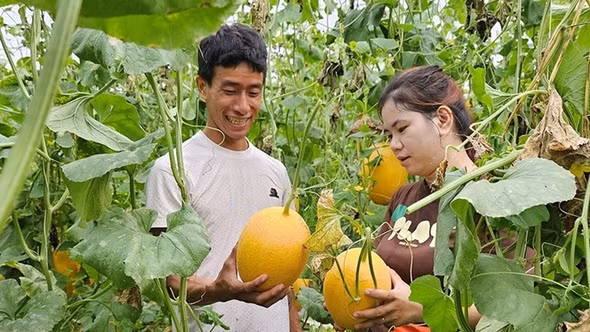 Chàng trai Huế về quê trồng dưa lưới, thu trăm triệu mỗi năm