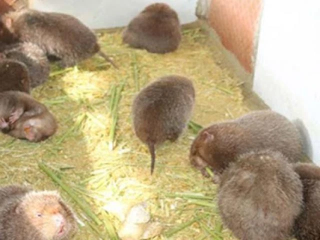 Loài lạ ở Việt Nam cả đời không uống nước, là đặc sản kiếm hàng trăm triệu/năm