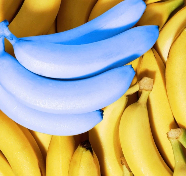 Chuối xanh lam, táo đen và những loại quả lạ chưa thể trồng ở Việt Nam