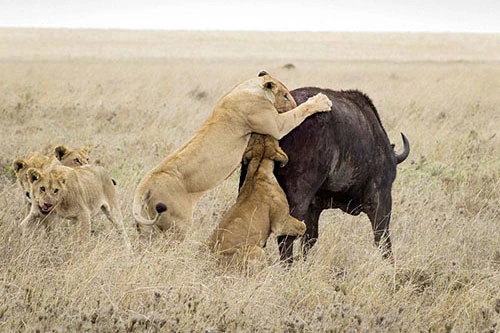 Trâu rừng trốn thoát kỳ diệu giữa bầy sư tử đói 