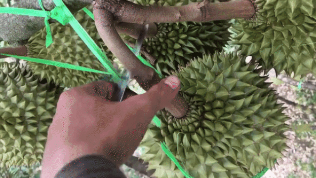 "Giật thót tim" khi xem thu hoạch sầu riêng ở Việt Nam - Hình 2 "Giật thót tim" khi xem thu hoạch sầu riêng ở Việt Nam ảnh 2