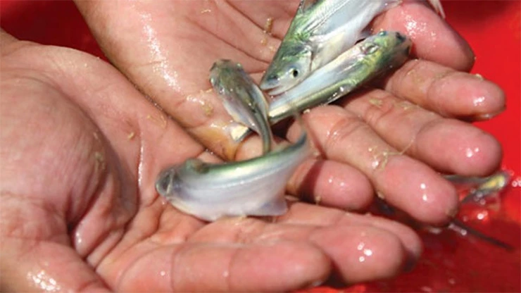 Cá đặc sản ở Việt Nam "nhát chết", ngày càng hiếm, người nuôi kiếm bạc triệu