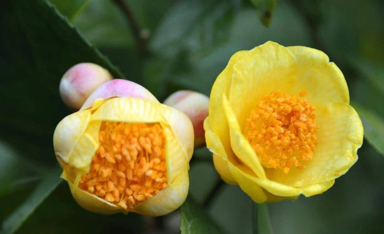 Hoa là bộ phận giá trị nhất của cây, được dùng để pha trà, có hương thơm dịu, vị ngọt nhẹ và hậu đắng. Ảnh: Internet tra5.jpg