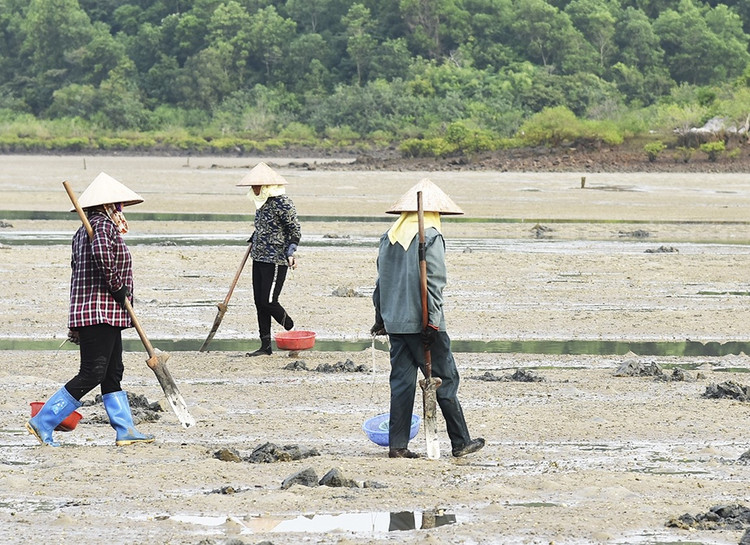 Khi nước biển xuống, lộ ra những bãi triều ven bờ cũng là lúc người dân bắt đầu đi săn sâu đất. Ảnh: Suckhoedoisong sau-dat3.jpg
