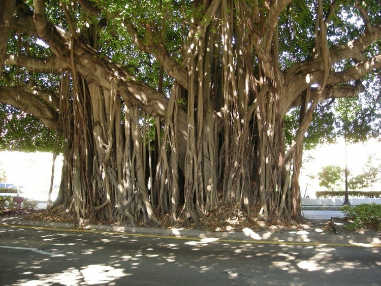 Ảnh minh họa cay-da.jpg