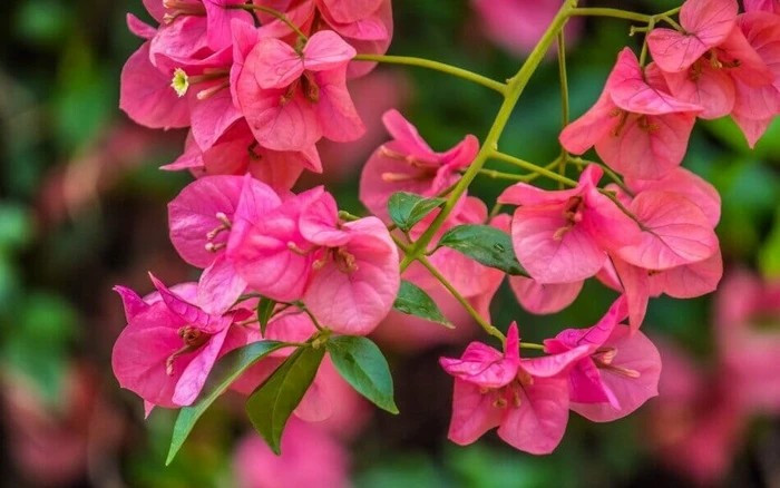Hoa giấy trồng trước nhà hút may mắn cho người kinh doanh. Ảnh minh họa hoa-giay1.jpg