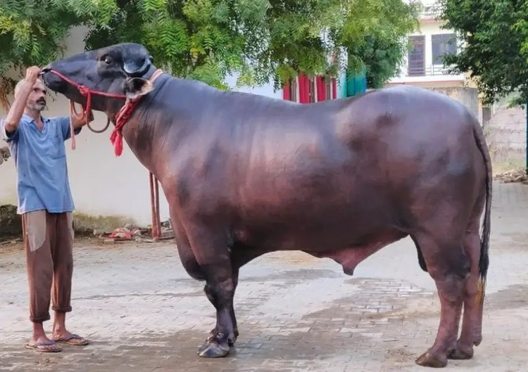 Chú trâu nặng 15 tạ được trả tới 30 tỷ đồng. Ảnh: Krishijagran trau-khong-lo.jpg