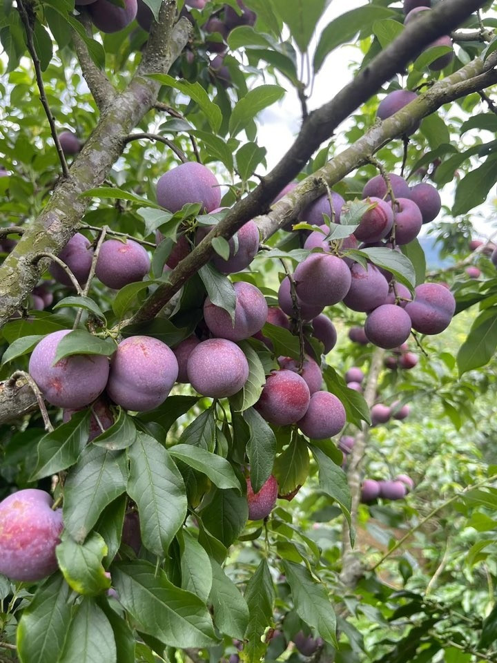 Mận hậu giá 2.000 - 3.000 đồng/kg là loại mận mã xấu, quả nhỏ. Ảnh: Facebook man-hau2.jpg