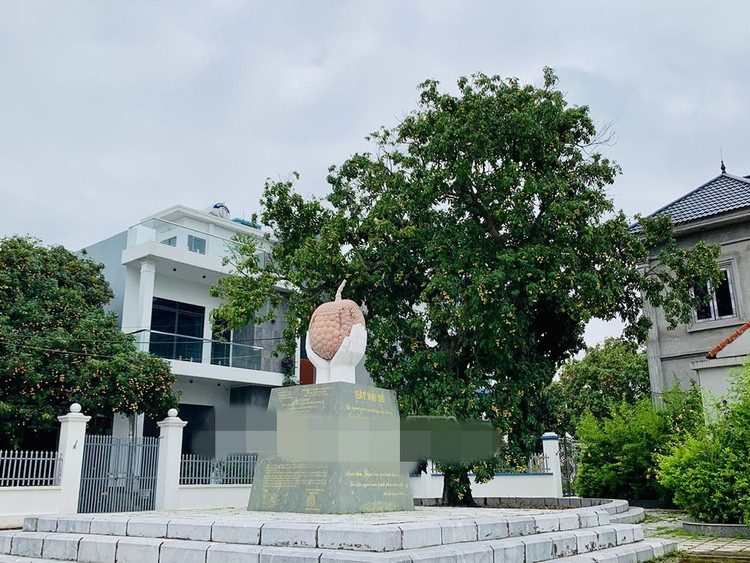 Cây vải tổ của giống vải trứng Hưng Yên được trồng tại vườn gia đình ông Nguyễn Văn Vì, thôn Ba Đông, xã Phan Sào Nam (Phù Cừ). Ảnh: Báo Hưng Yên vai-trung9.jpg