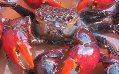 Trên thị trường, giá chù ụ dao động từ 70.000 đến 100.000 đồng/kg tùy mùa. Ảnh: Vĩnh Long online dac-san8.jpg